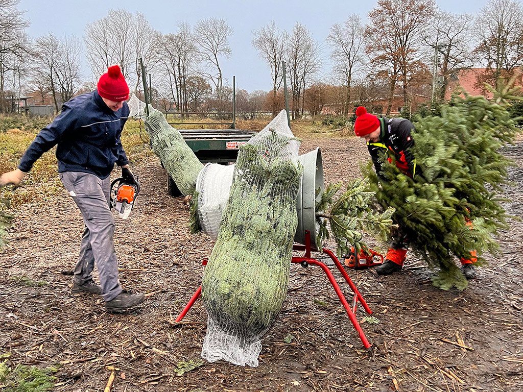 Weihnachtsbaum schlagen